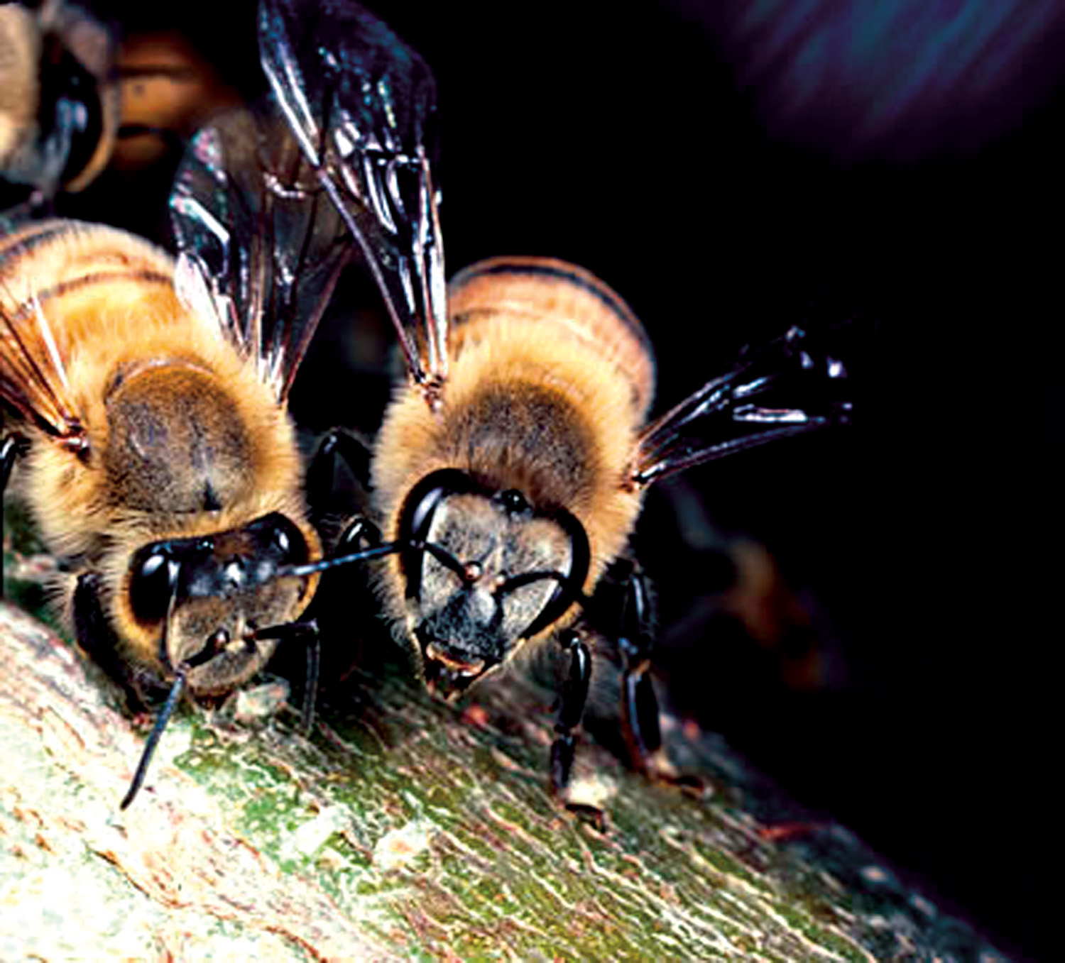 Corralling Killer Bees American Profile