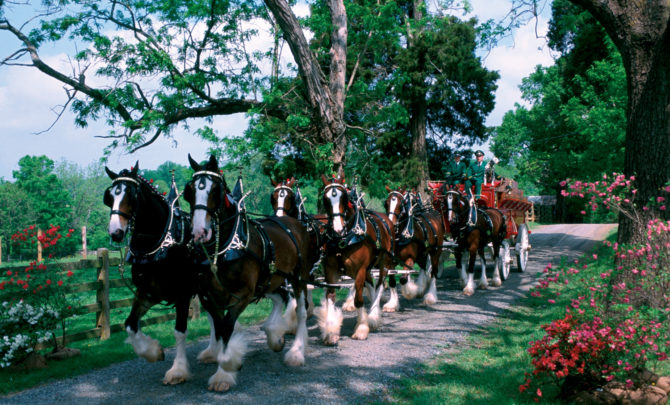 budweiser_clydesdales