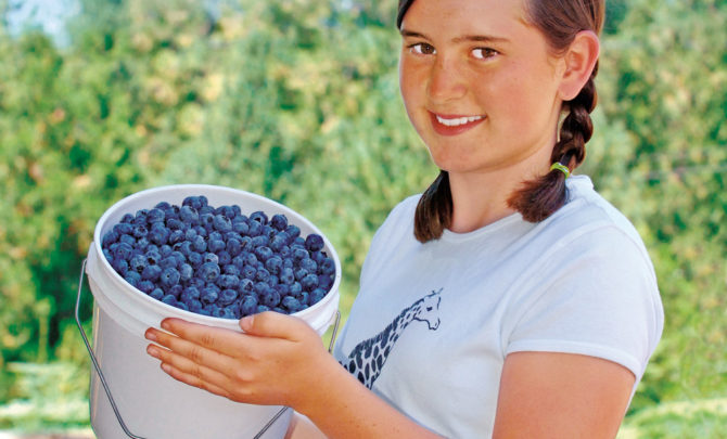 farming_blueberries