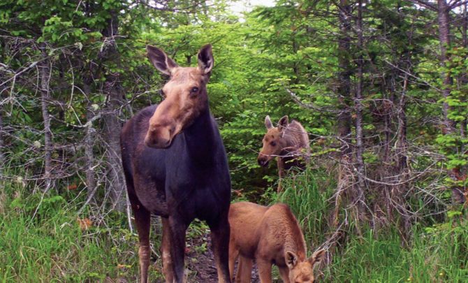lisa-eaton-moose-photo-contest