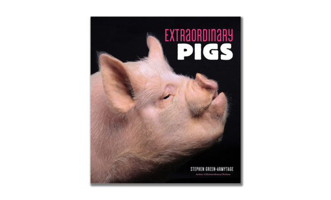 extraordinary-pigs