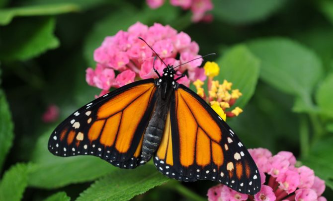 a-monarch-butterfly