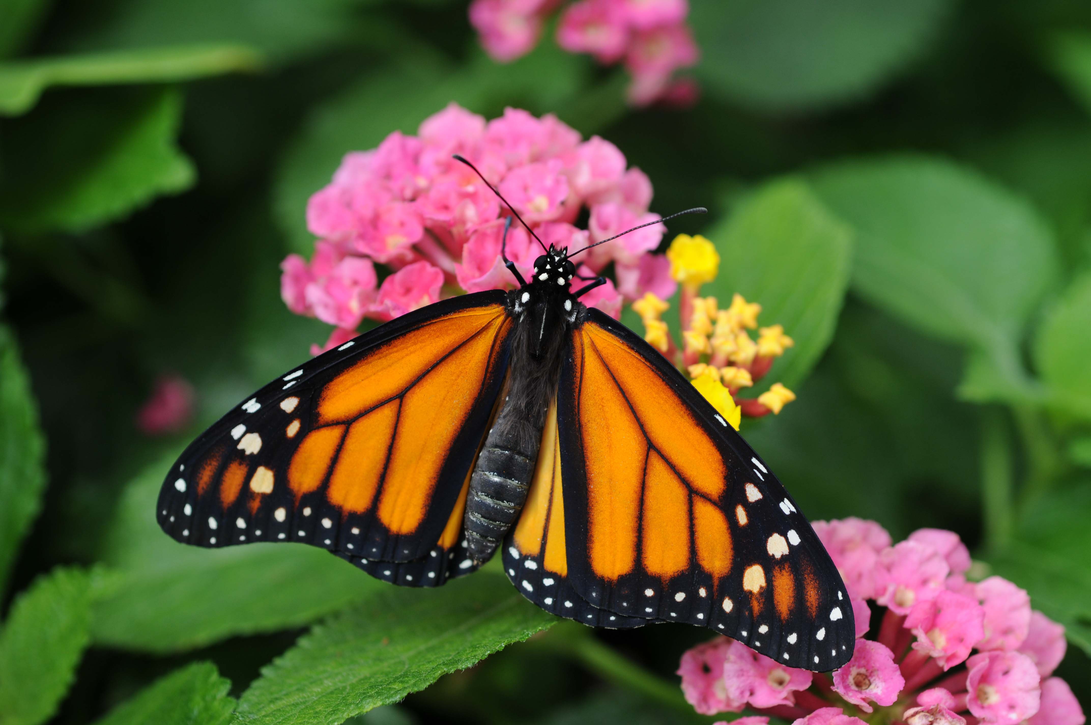 Monarch Butterfly Migration - American Profile