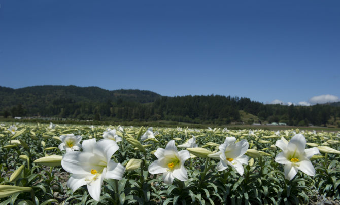 b-easter-lily-fields