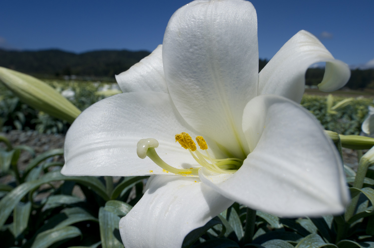 Passion Moon - Orienpet Hybrid Lily Bulb