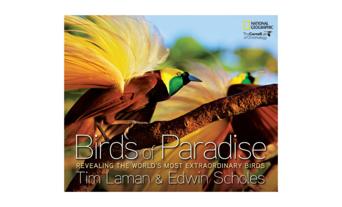 birds-of-paradise