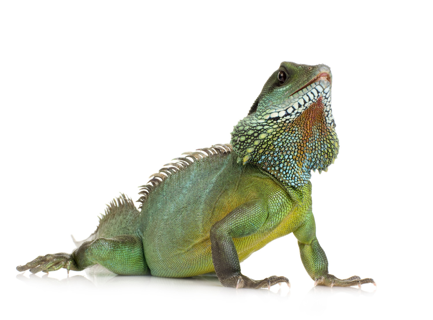 How to Raise an Iguana - American Profile