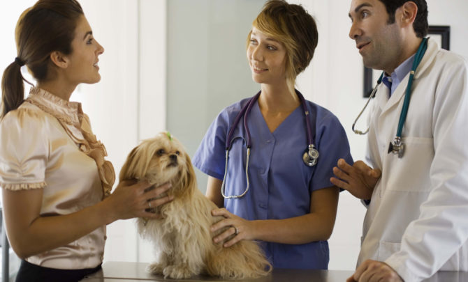 top 10 questions for your veterinarian