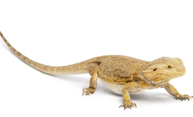 what is a bearded dragon