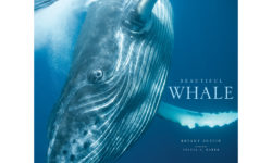 ‘Beautiful Whale’ Book Review - American Profile