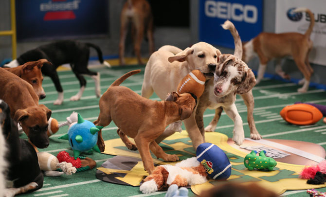 puppy-bowl-behind-the-scenes