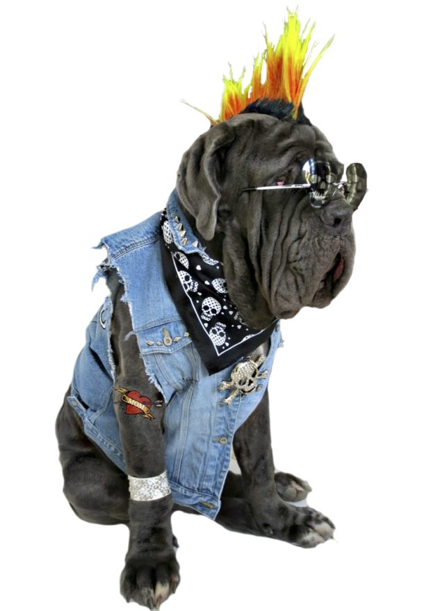 DIY Halloween Costumes for Dogs